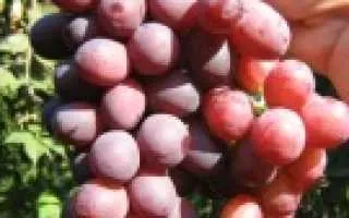 виноград памяти лазаревского — описание сорта