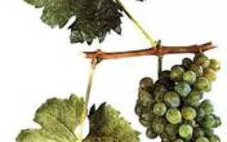 виноград кокур белый — описание сорта