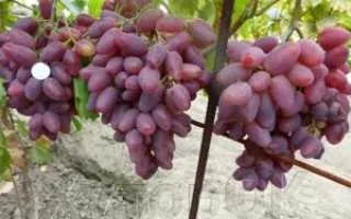 виноград полонез — описание сорта