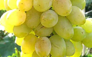 виноград сент винсент — описание сорта