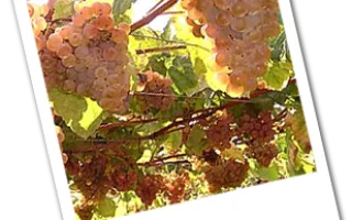 виноград альбариньо — описание сорта
