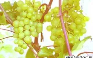 виноград евмолпия — описание сорта