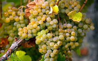 виноград треббиано — описание сорта