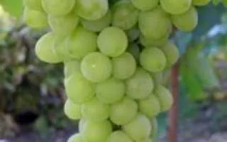 виноград прозрачный — описание сорта