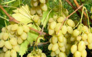 виноград юбилей 70 — описание сорта