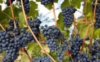 виноград шамбурсен — описание сорта