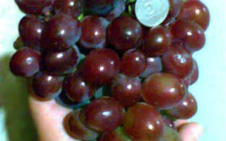 виноград былина — описание сорта