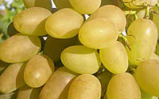 виноград дева мария — описание сорта