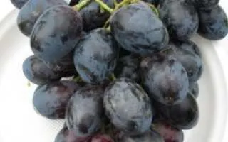виноград тавроси — описание сорта