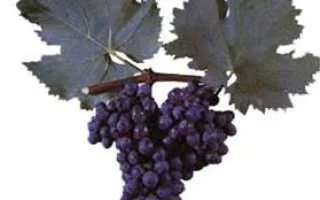 виноград бастардо — описание сорта