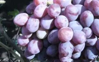 виноград сент кру — описание сорта