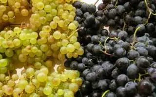 виноград серсиаль — описание сорта