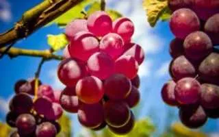 виноград гранатовый — описание сорта