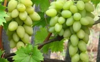 виноград золотая бочка — описание сорта