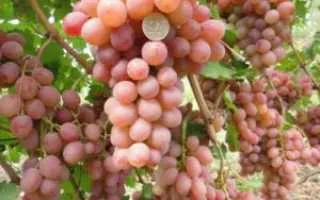 виноград рута — описание сорта