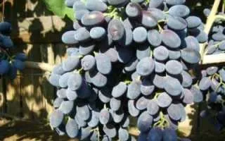 виноград зорянка — описание сорта