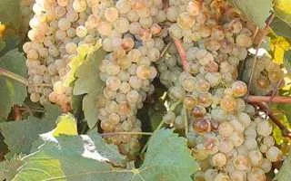 виноград albillo — описание сорта