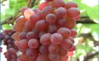 виноград блаш сидлис — описание сорта