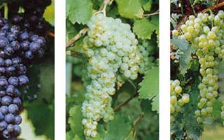виноград мальвазия — описание сорта