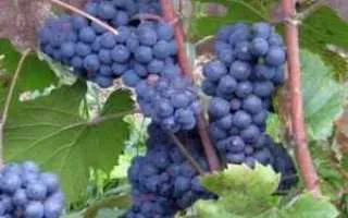виноград леон мийо — описание сорта