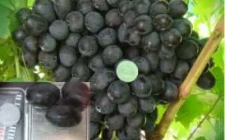 виноград иванна — описание сорта
