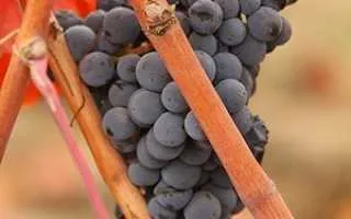 виноград карменер — описание сорта