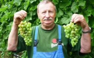 виноград московский ранний — описание сорта