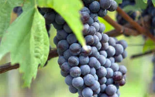 виноград неббиоло — описание сорта