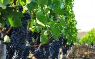 виноград новокубанский — описание сорта