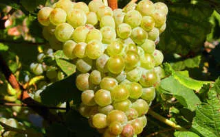 виноград арвин — описание сорта