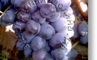 виноград осенний черный — описание сорта