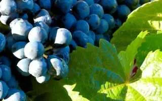 виноград палатина — описание сорта