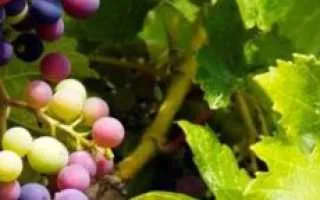 виноград универсал — описание сорта
