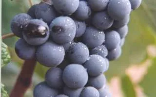 виноград бобаль — описание сорта