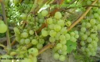 виноград мускат дальневосточный — описание сорта