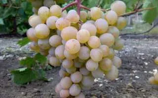 виноград атлант запорожский — описание сорта