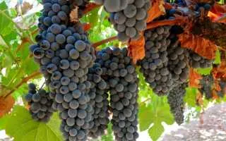 виноград турига — описание сорта