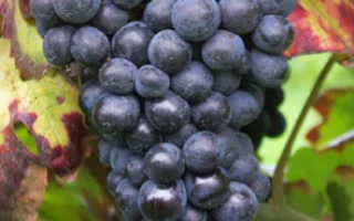 виноград шварцрислинг — описание сорта