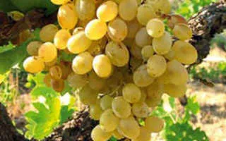 виноград ансоника — описание сорта
