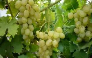 виноград княгиня ольга — описание сорта