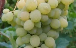 виноград элегант сверхранний — описание сорта