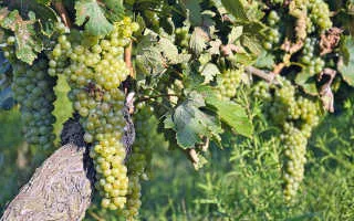 виноград верментино — описание сорта