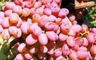 виноград лебедянский кузьмина — описание сорта