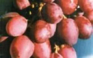 виноград пола — описание сорта