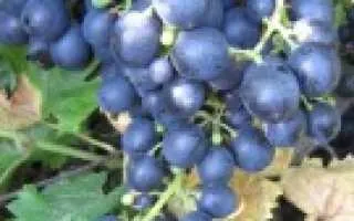 виноград первенец саратова — описание сорта