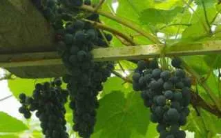 виноград ахтанак — описание сорта