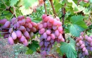 виноград водограй — описание сорта