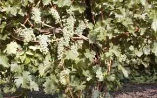 виноград бейсуг — описание сорта