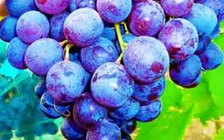 виноград реджина — описание сорта