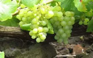 виноград вердельо — описание сорта